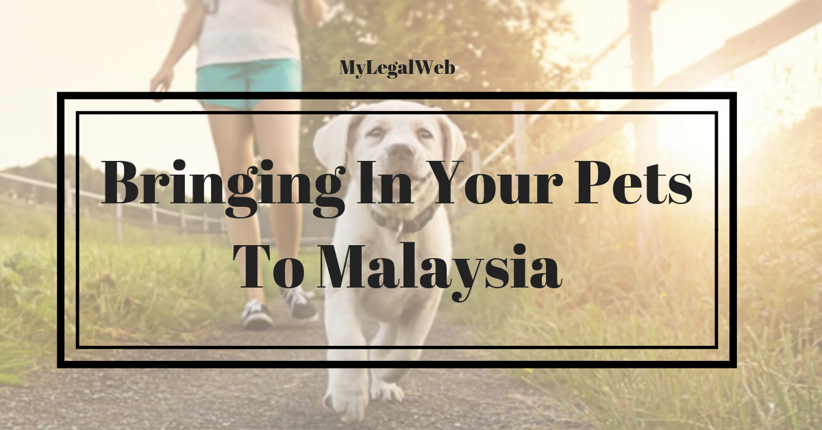 Bringing In Your Pets To Malaysia MY LEGAL WEB